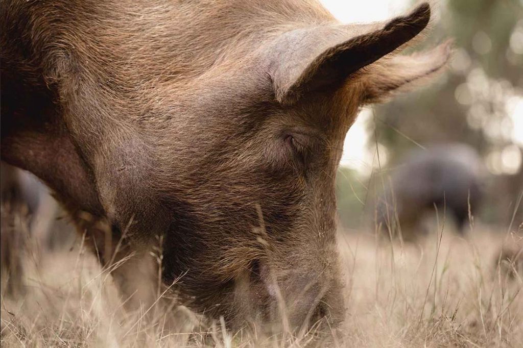 tasmanian-pork-long-name-farm-free-range-heritage-pork-pig-farm-hobart