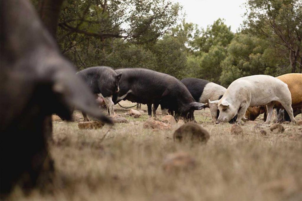 tasmanian-pork-long-name-farm-free-range-heritage-pork-pig-farm-hobart