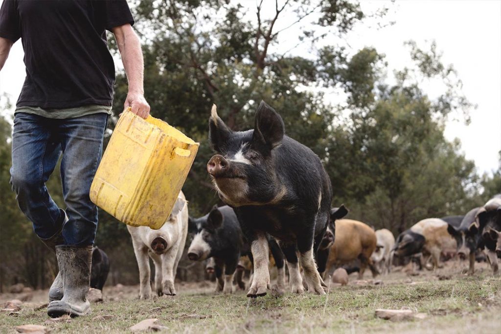 tasmanian-pork-long-name-farm-free-range-heritage-pork-pig-farm-hobart