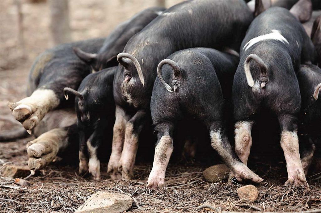 tasmanian-pork-long-name-farm-free-range-heritage-pork-pig-farm-hobart