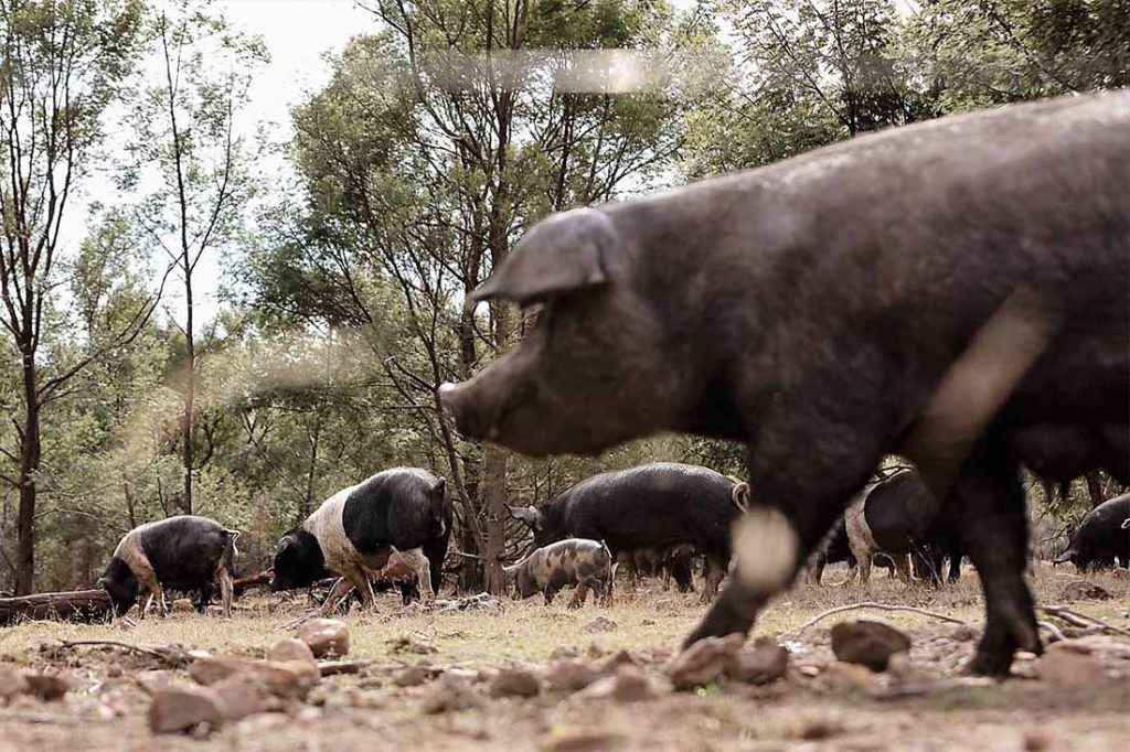 tasmanian-pork-long-name-farm-free-range-heritage-pork-pig-farm-hobart