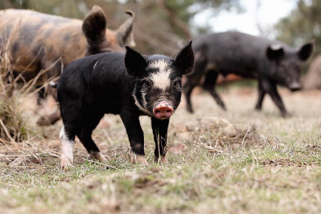 tasmanian-pork-long-name-farm-free-range-heritage-pork-pig-farm-hobart