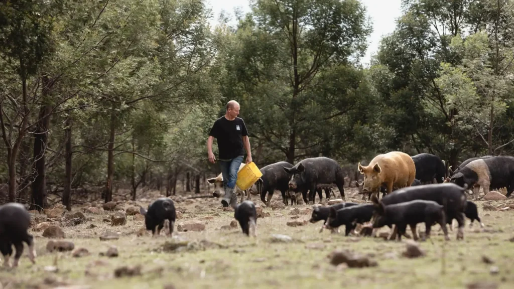 More room for the pigs to move