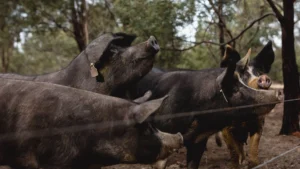 innovative farming